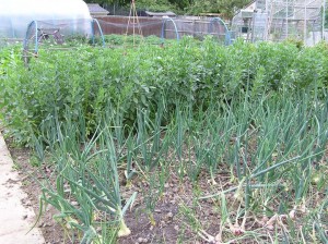 Crops in Loughton Parish council allotments